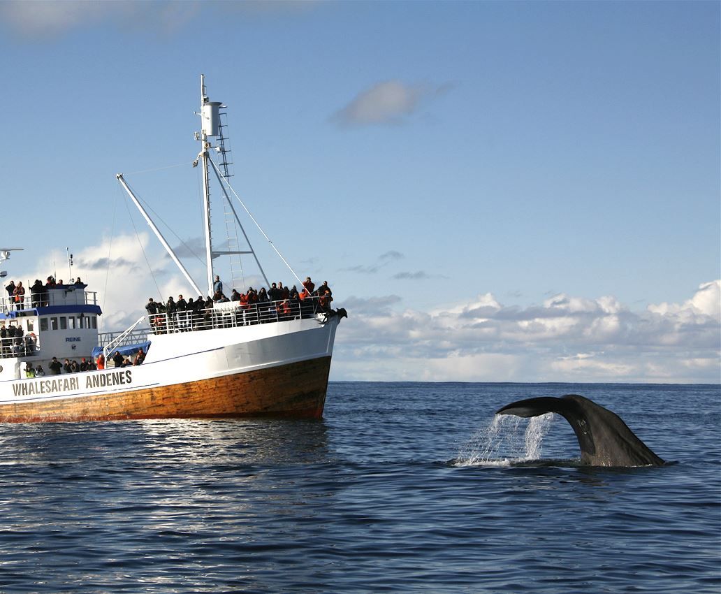 Vaalasafari